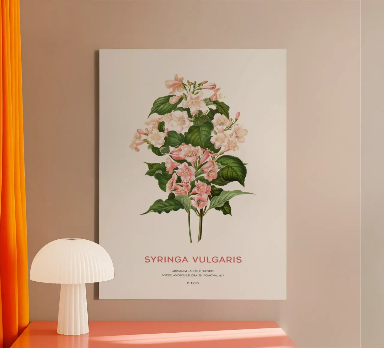 Sering of Syringa vulgaris canvas met Baklijst van Vintagrafica