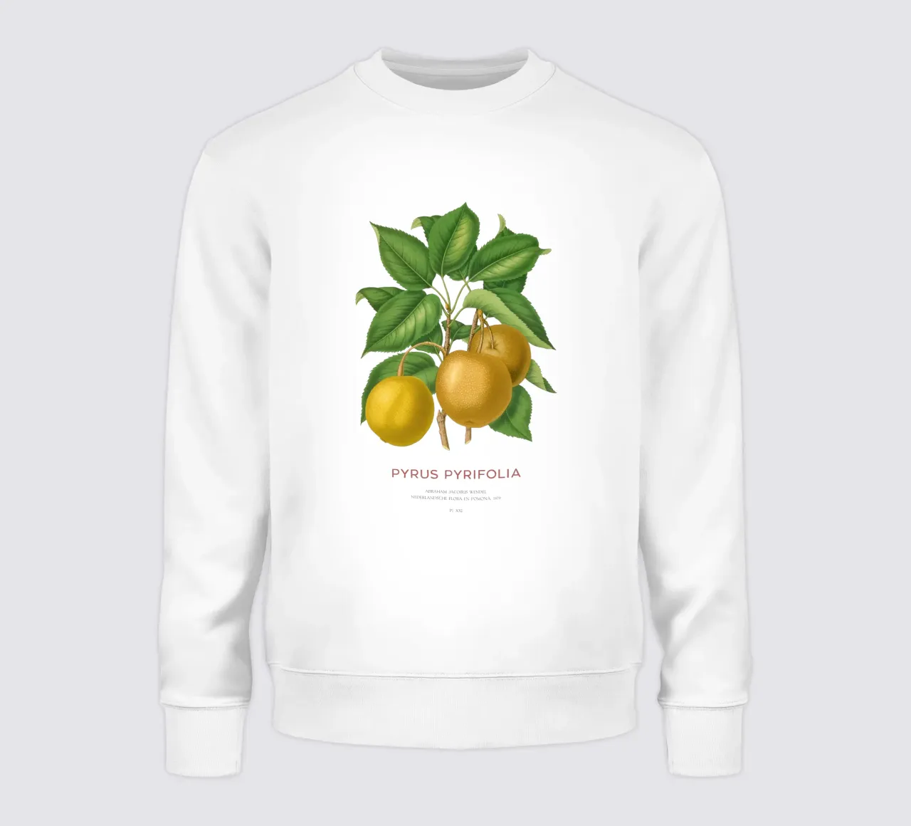 Pero giapponese o Pyrus pyrifolia felpa da Vintagrafica