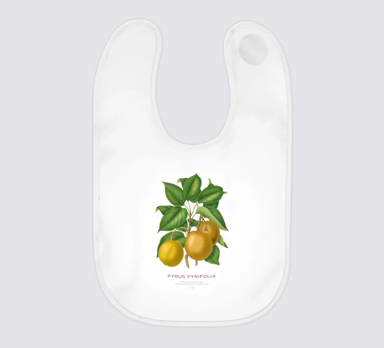 Pero giapponese o Pyrus pyrifolia bavaglino da Vintagrafica