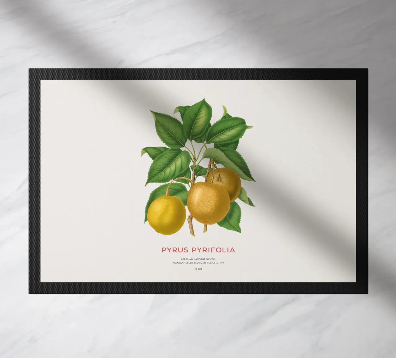 Pero giapponese o Pyrus pyrifolia zerbino da Vintagrafica