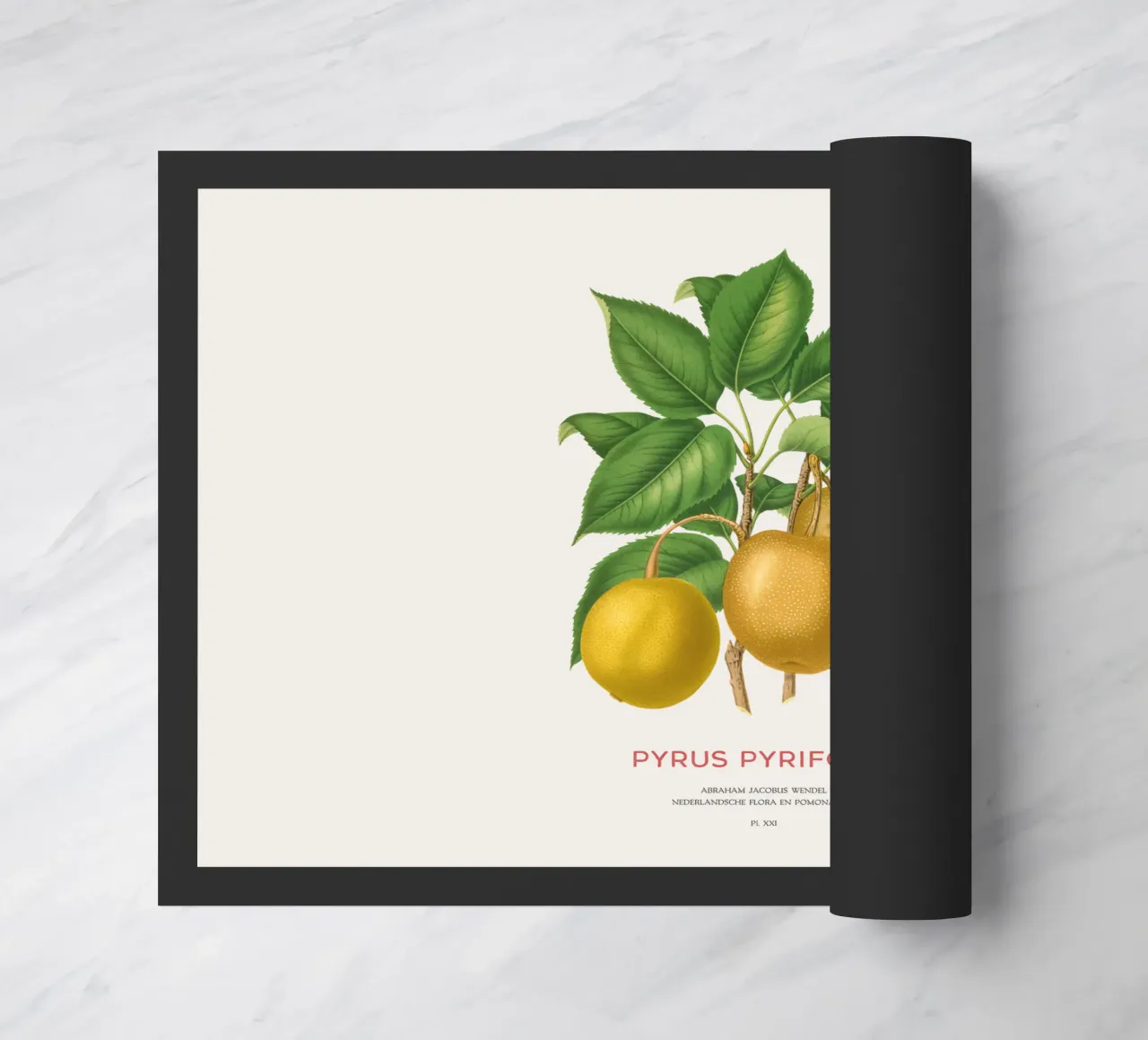 Pero giapponese o Pyrus pyrifolia zerbino da Vintagrafica
