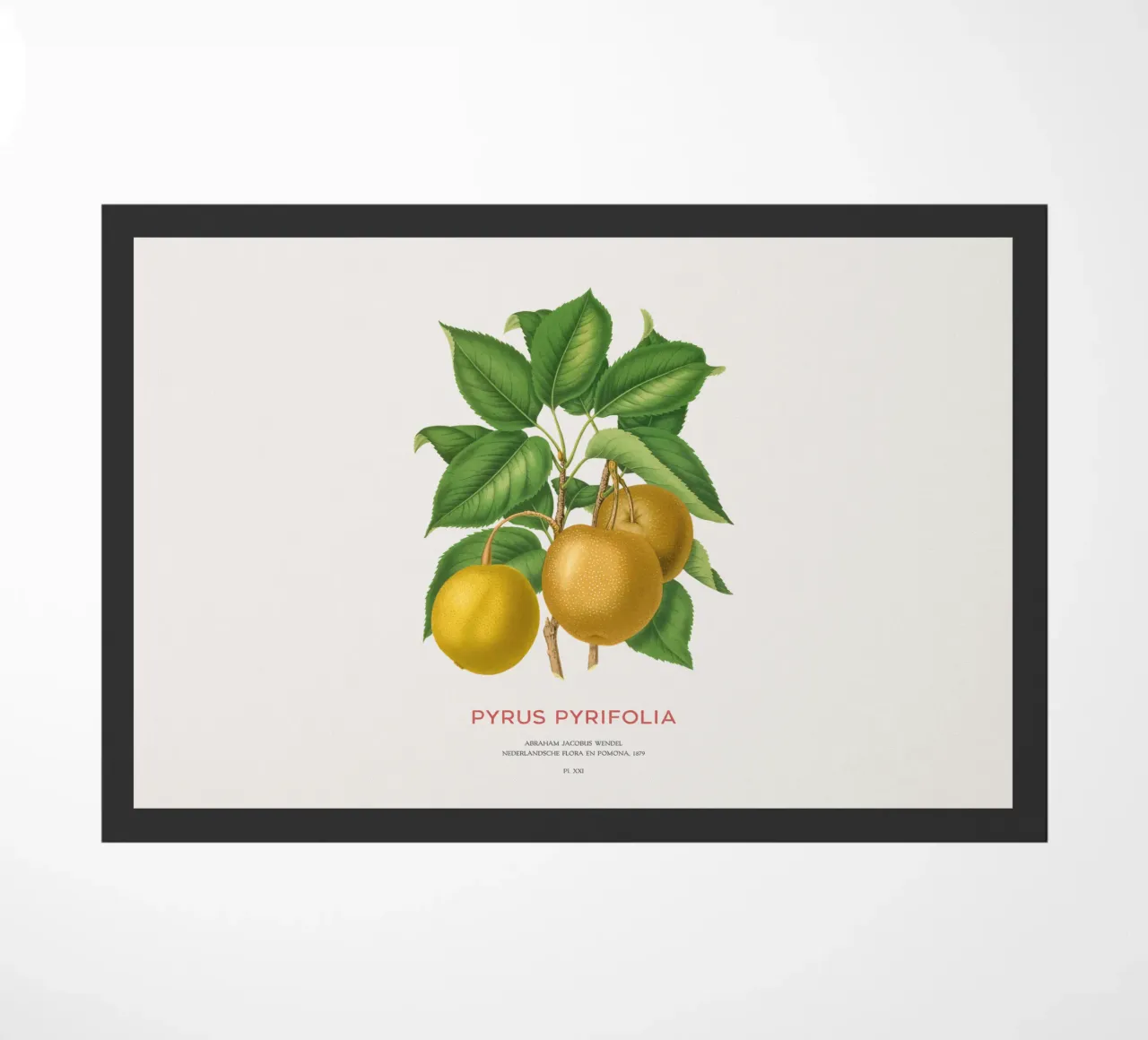 Pero giapponese o Pyrus pyrifolia zerbino da Vintagrafica