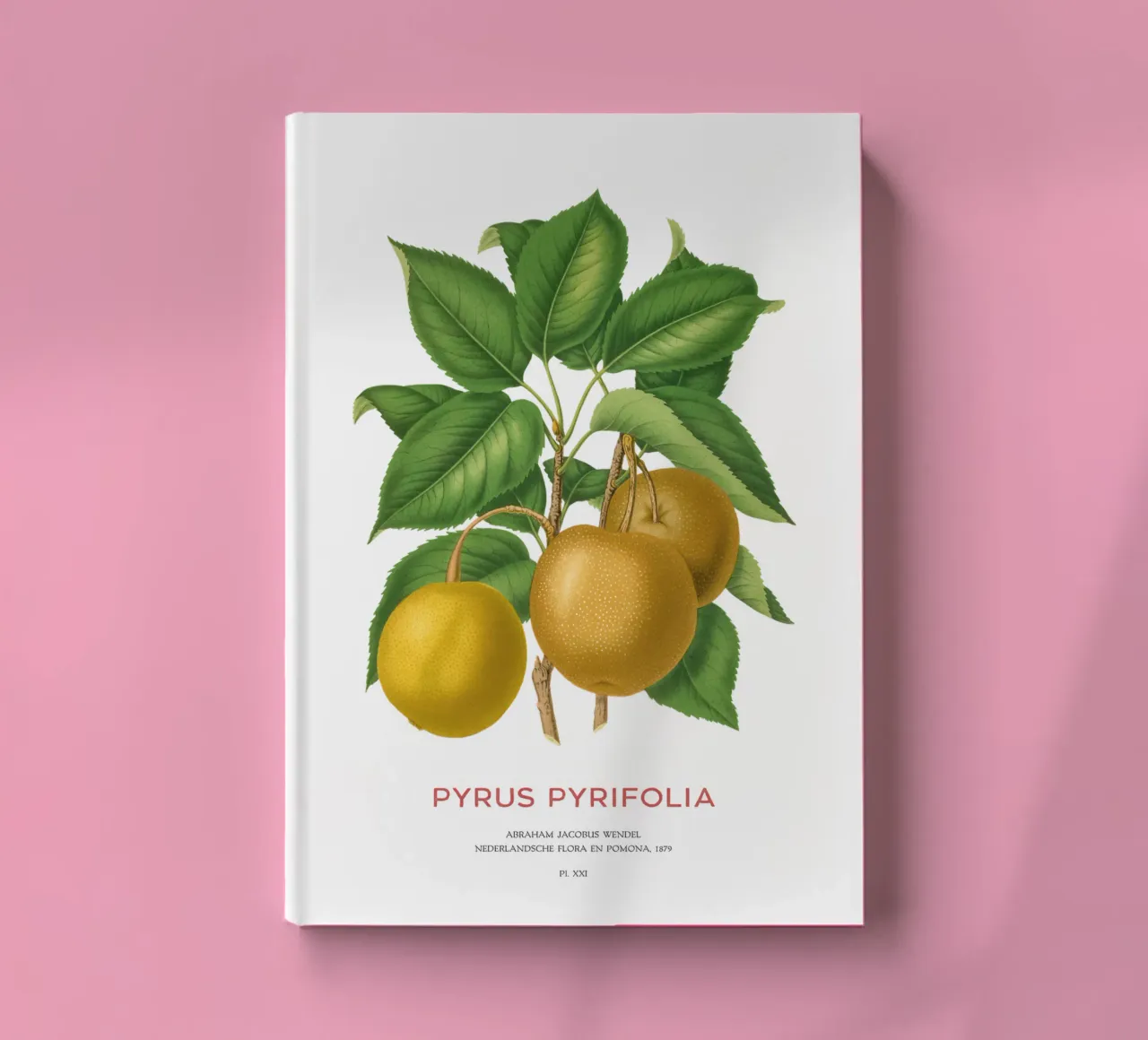 Japanese pear or Pyrus pyrifolia notebook by Vintagrafica