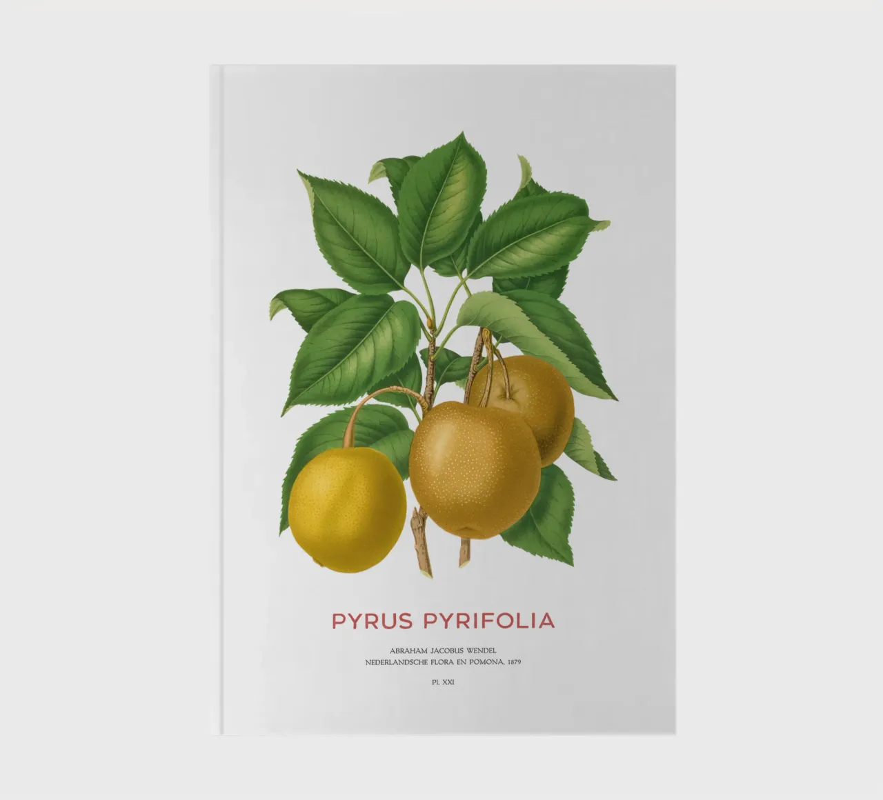 Japanese pear or Pyrus pyrifolia notebook by Vintagrafica