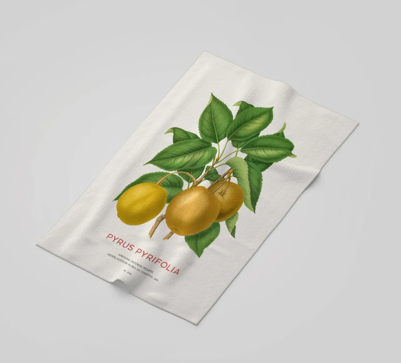 Pero giapponese o Pyrus pyrifolia telo mare da Vintagrafica