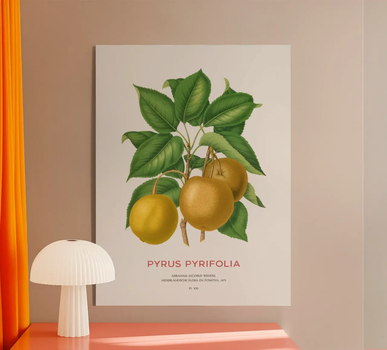 Japanese pear or Pyrus pyrifolia acrylic glass by Vintagrafica