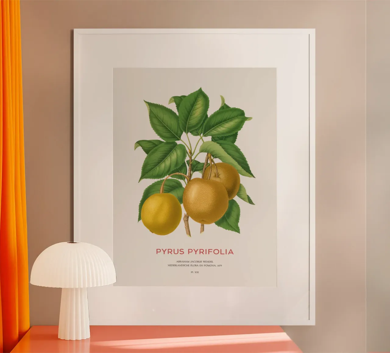 Japanese pear or Pyrus pyrifolia poster by Vintagrafica