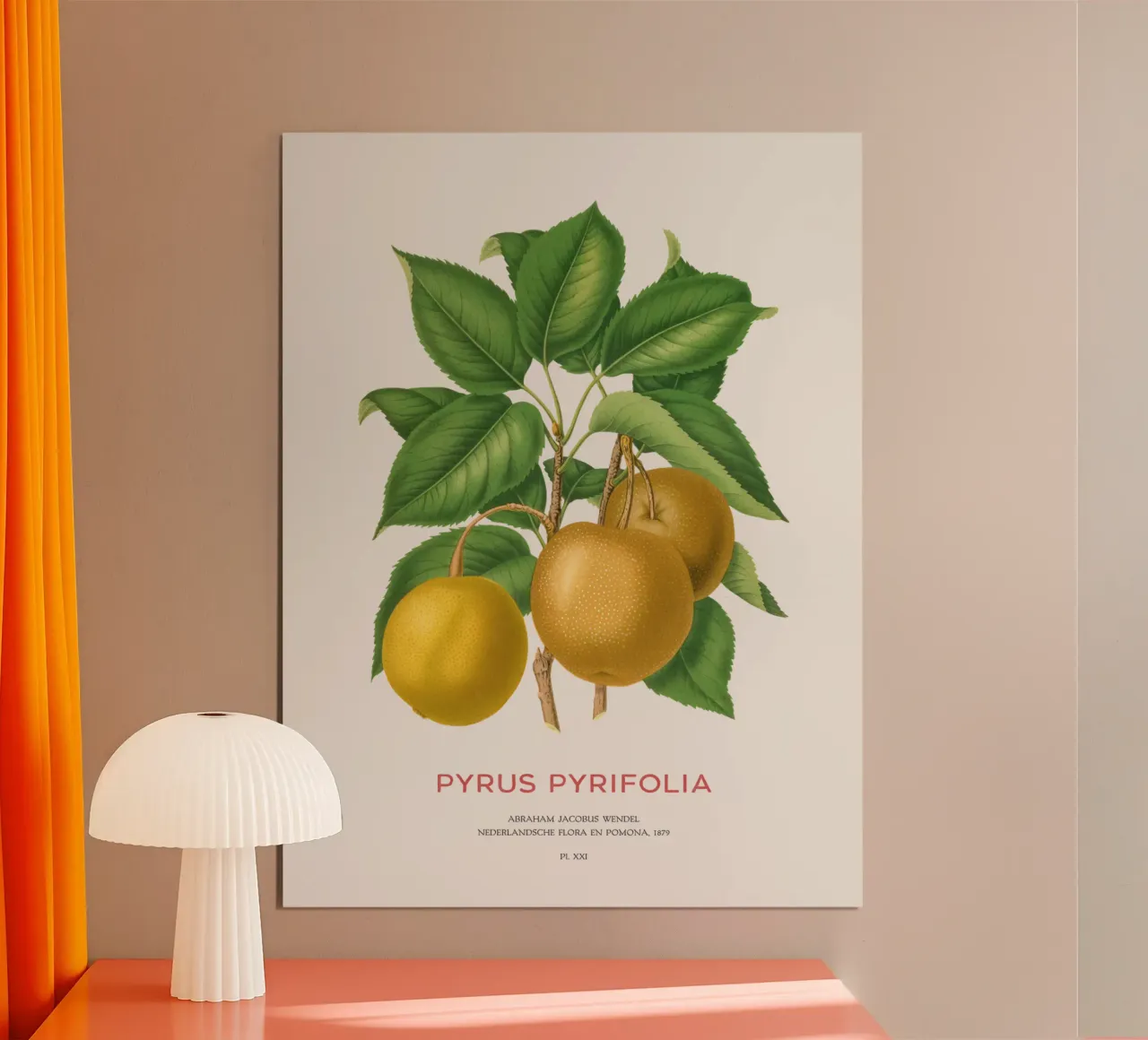 Japanese pear or Pyrus pyrifolia poster by Vintagrafica
