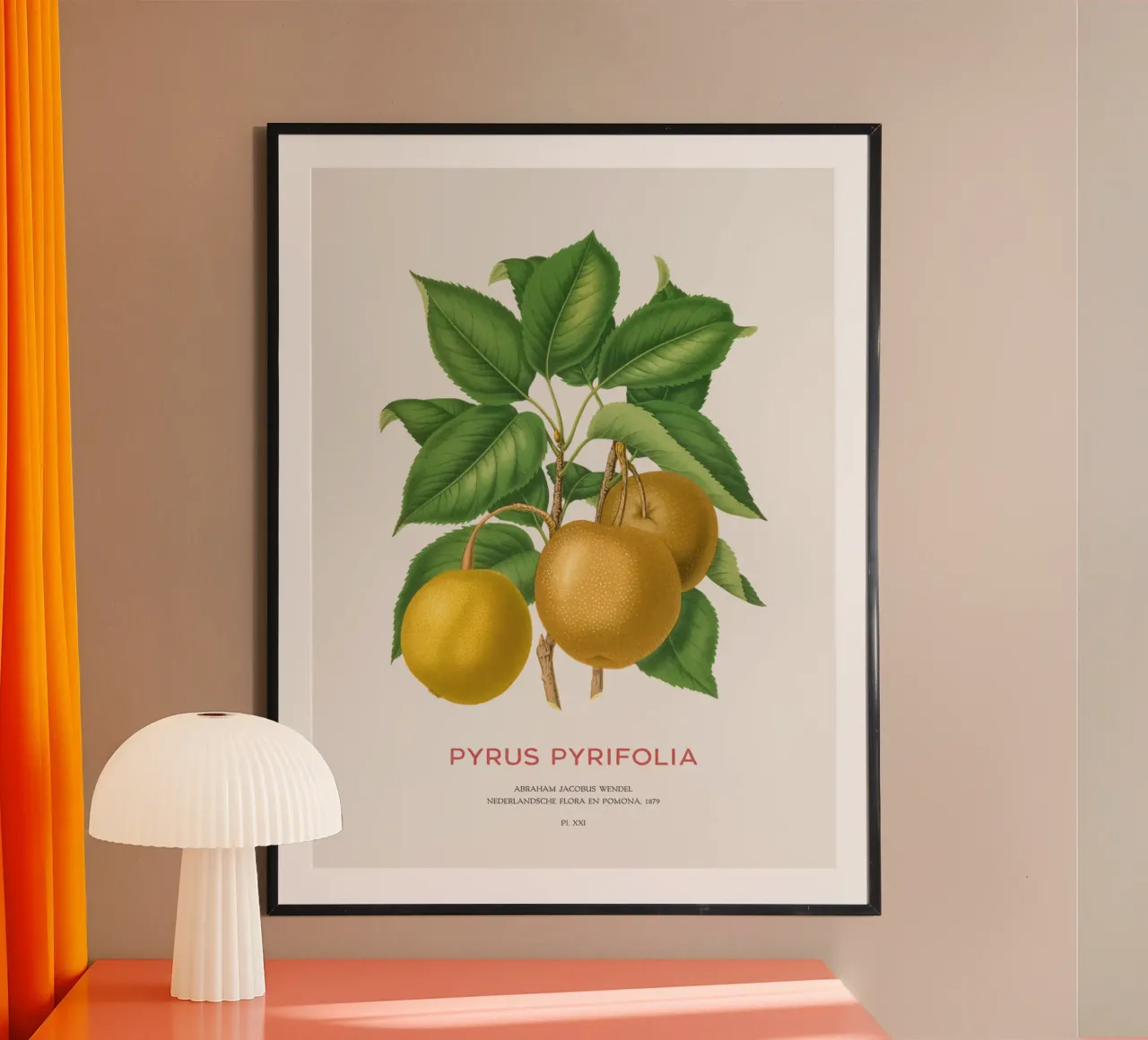 Japanese pear or Pyrus pyrifolia poster by Vintagrafica