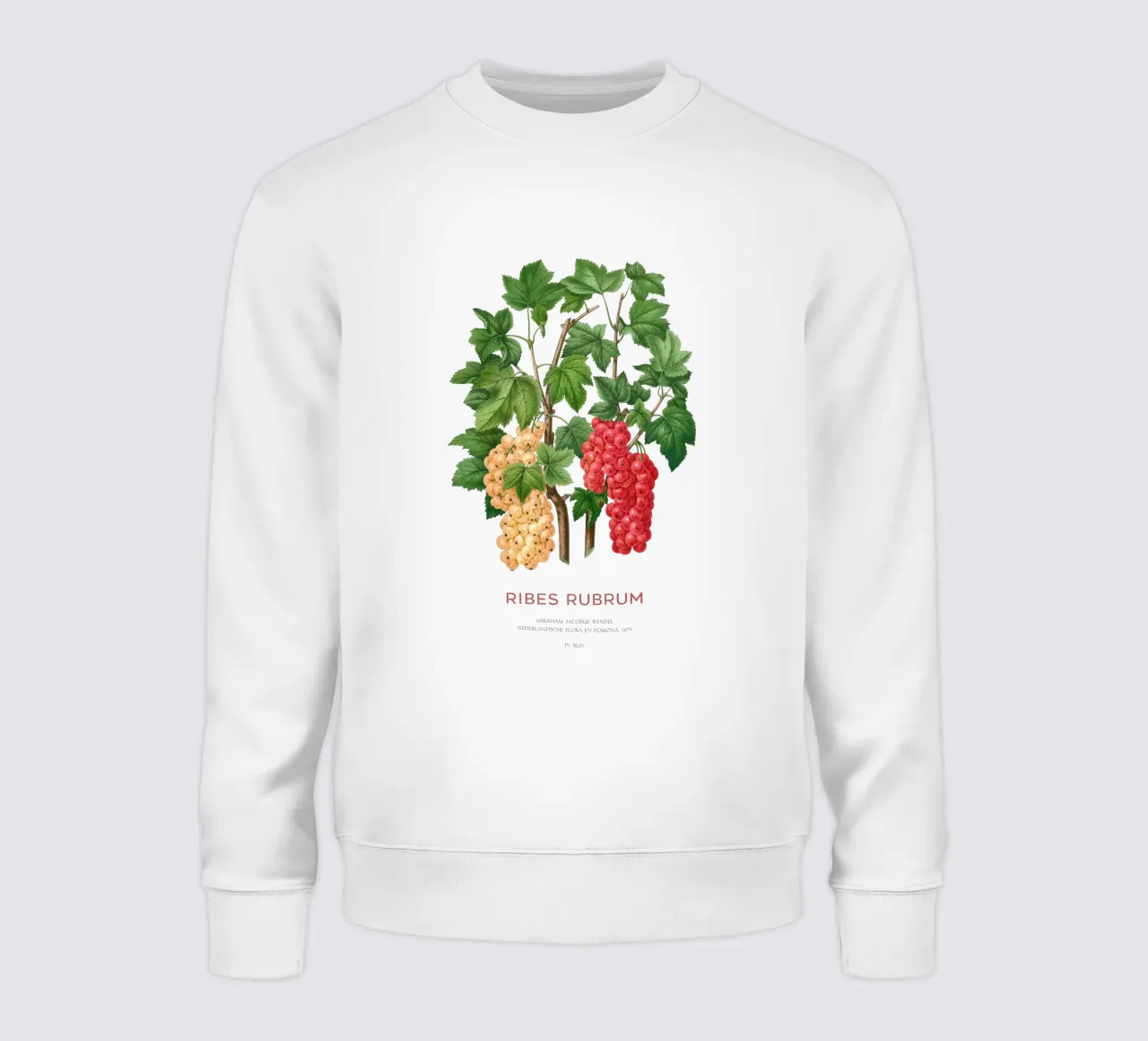 Ribes rosso o Ribes rubrum felpa da Vintagrafica
