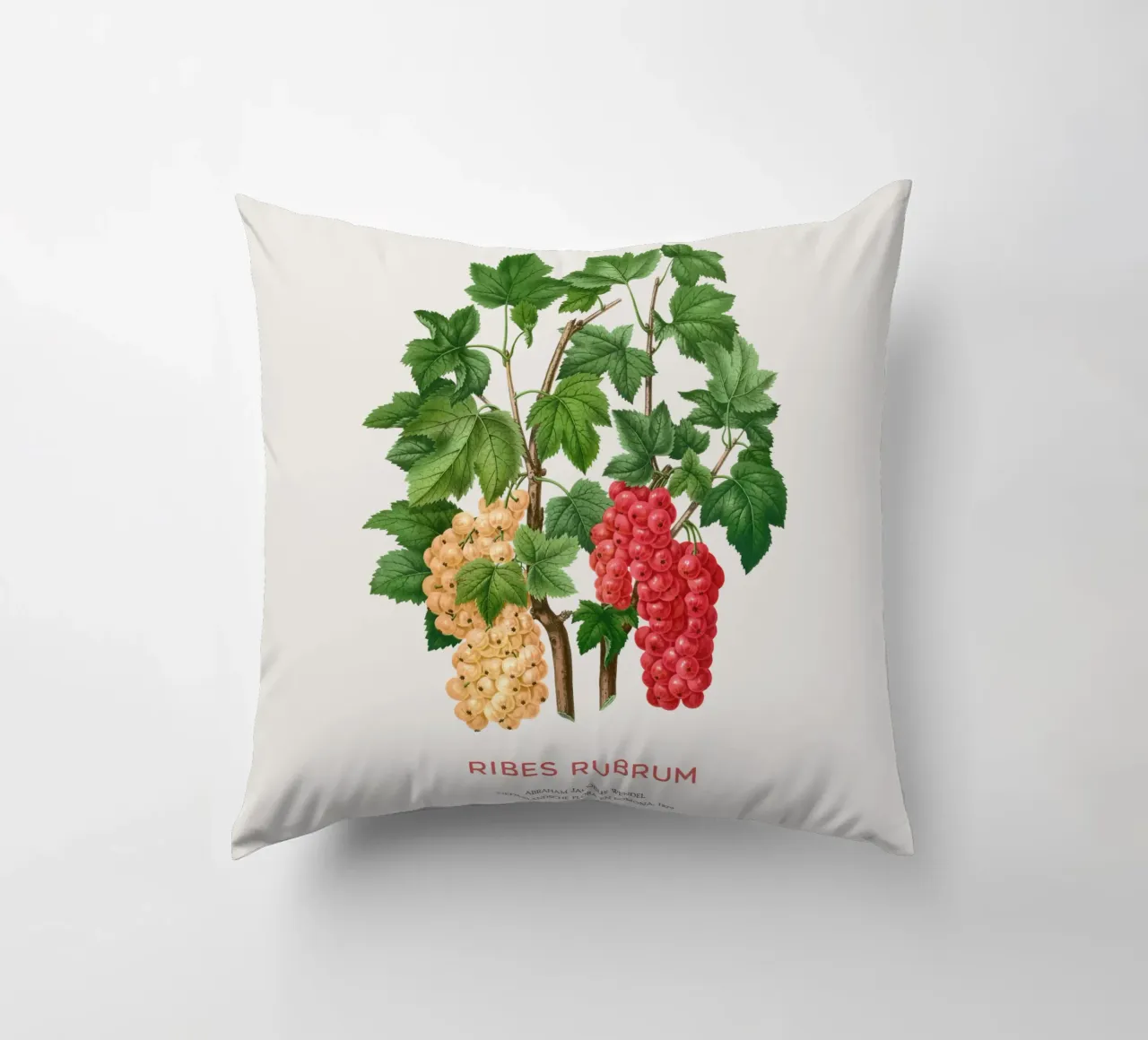 Ribes rosso o Ribes rubrum cuscino da Vintagrafica