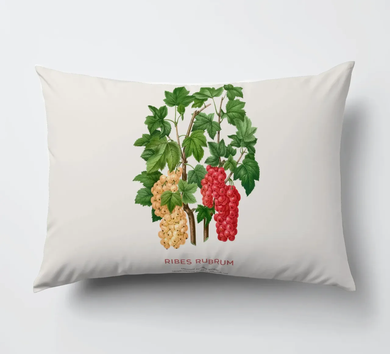Ribes rosso o Ribes rubrum cuscino da Vintagrafica
