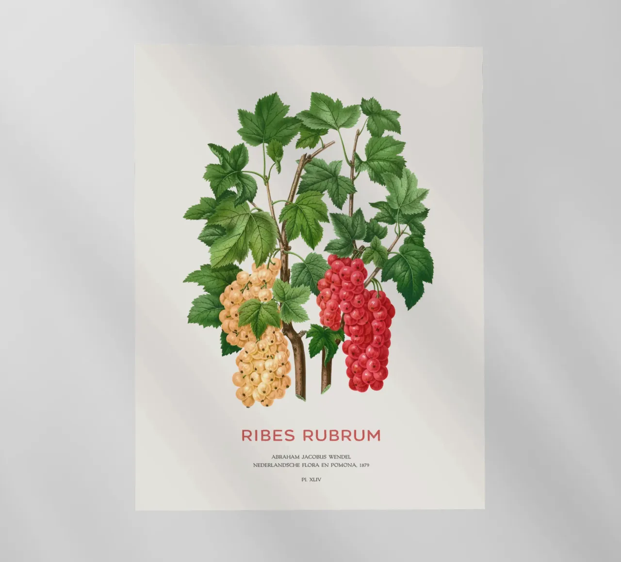 Ribes rosso o Ribes rubrum pellicola backlit da Vintagrafica