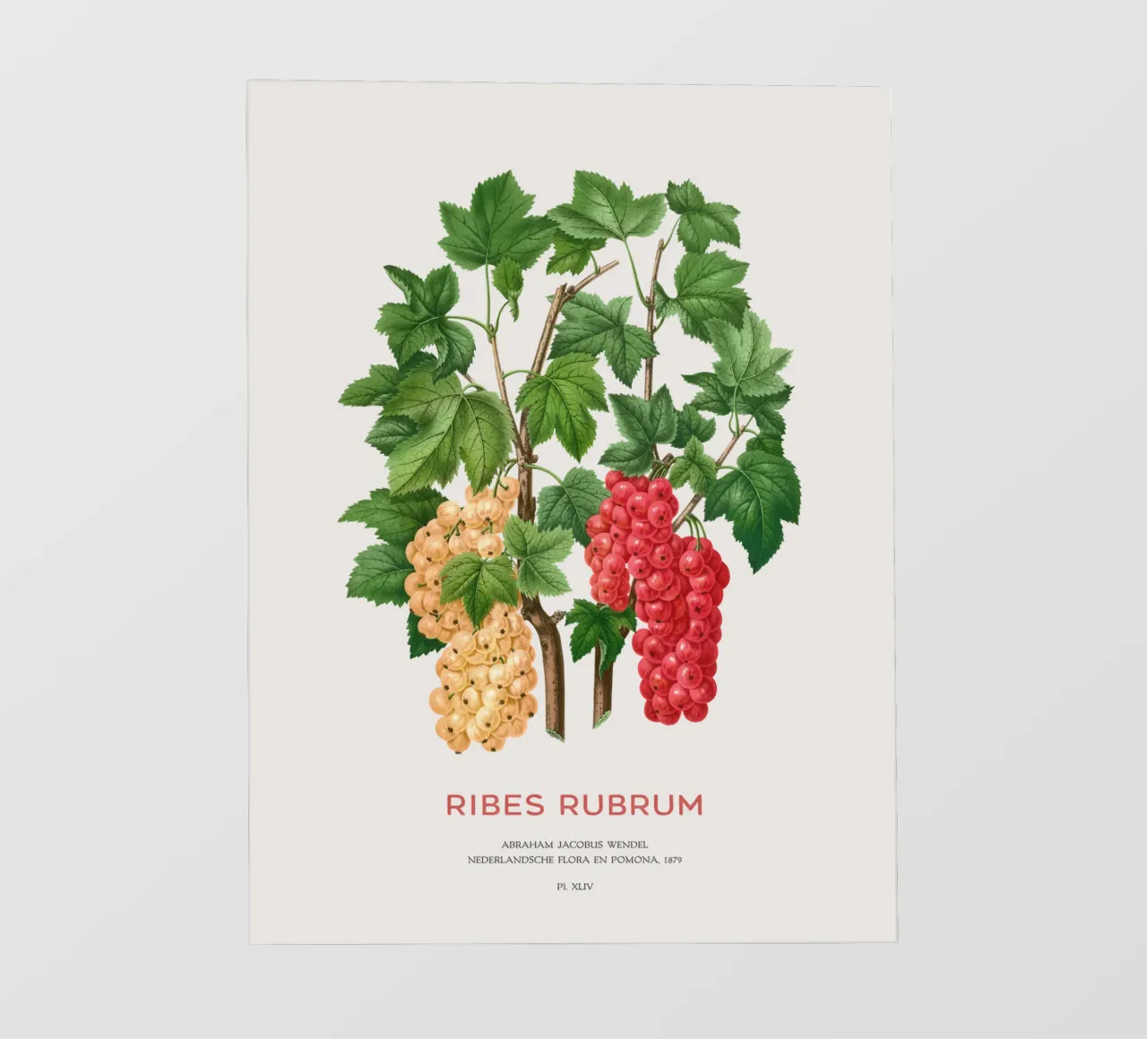 Ribes rosso o Ribes rubrum pellicola backlit da Vintagrafica