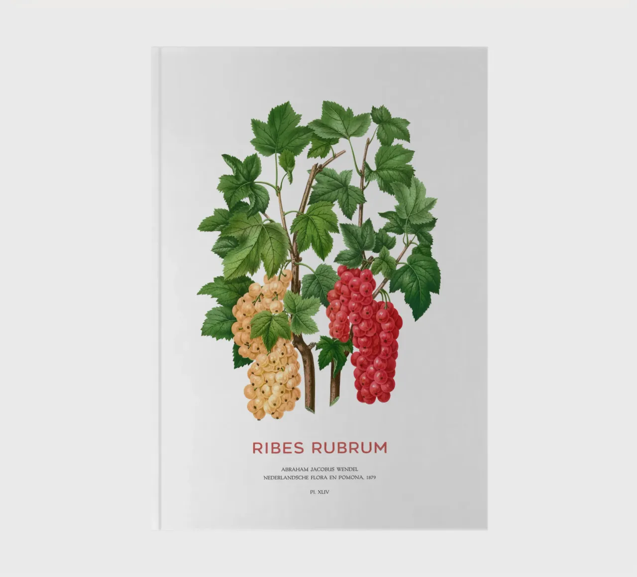 Red currant or Ribes rubrum notebook by Vintagrafica
