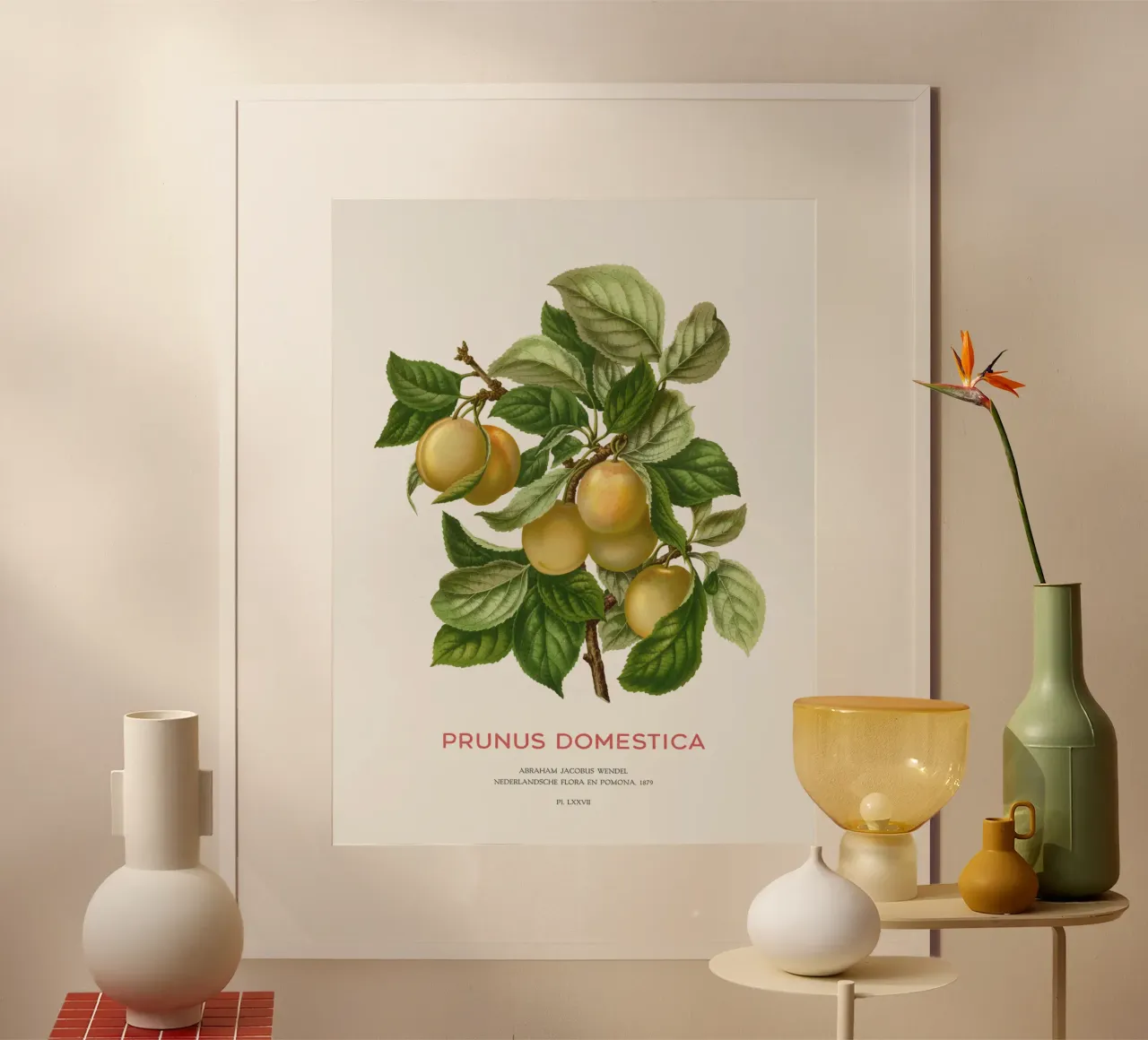 Pflaumenbaum oder Prunus domestica Poster mit Kunststoffrahmen von Vintagrafica