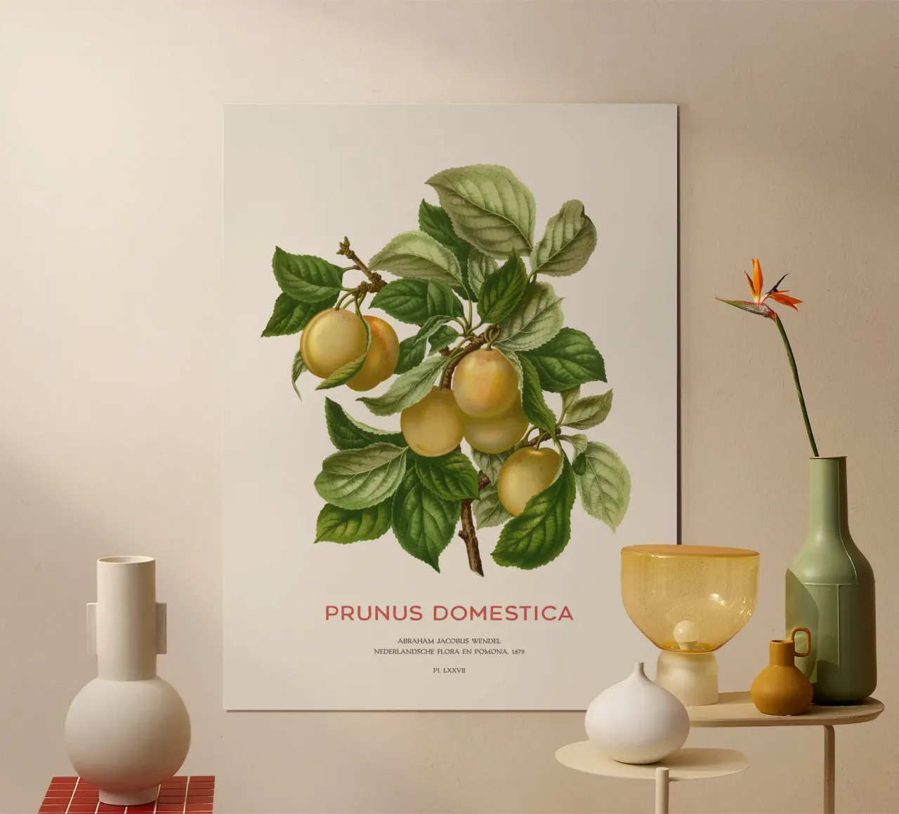 Pflaumenbaum oder Prunus domestica Poster mit Kunststoffrahmen von Vintagrafica