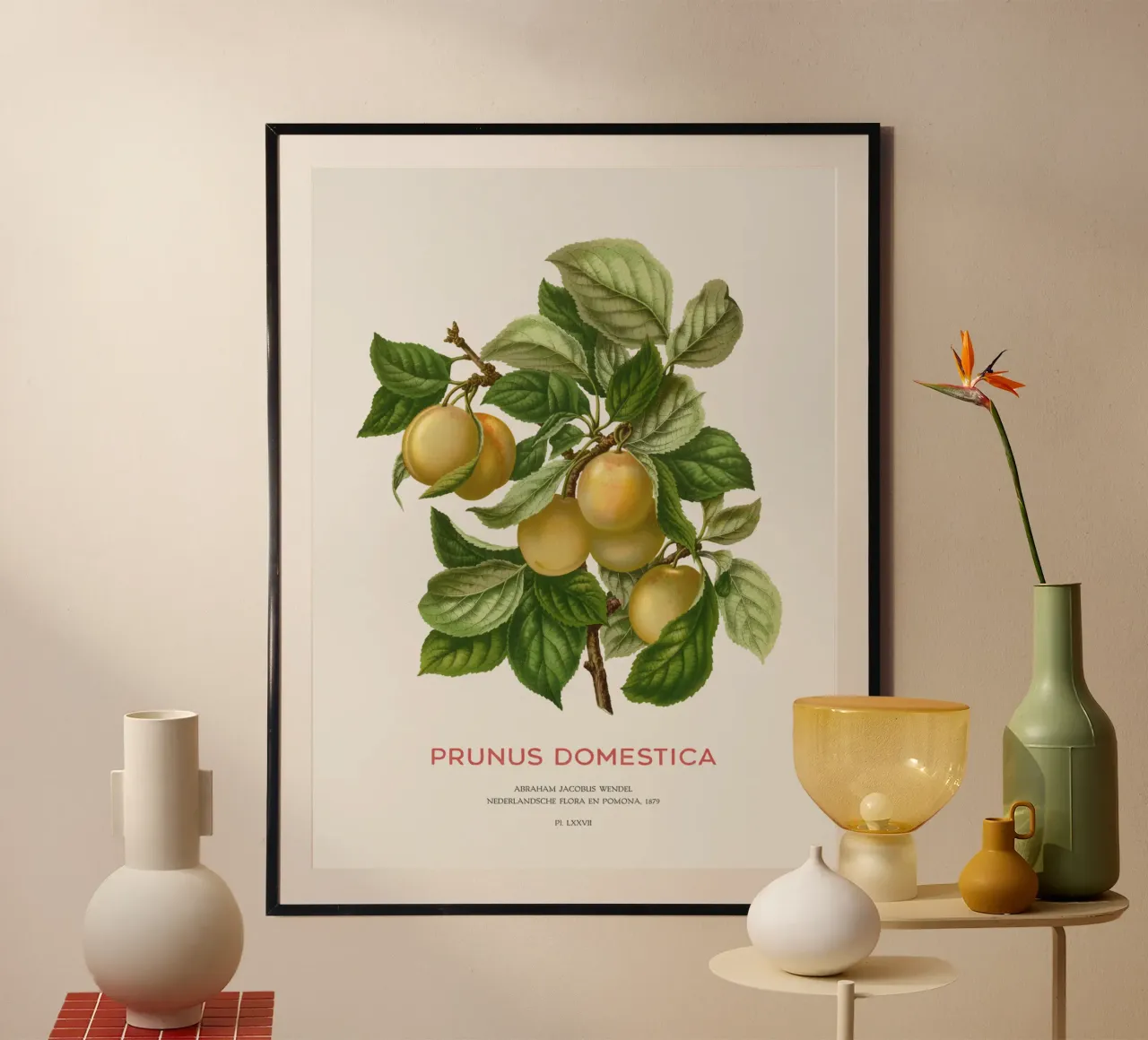Pflaumenbaum oder Prunus domestica Poster mit Kunststoffrahmen von Vintagrafica