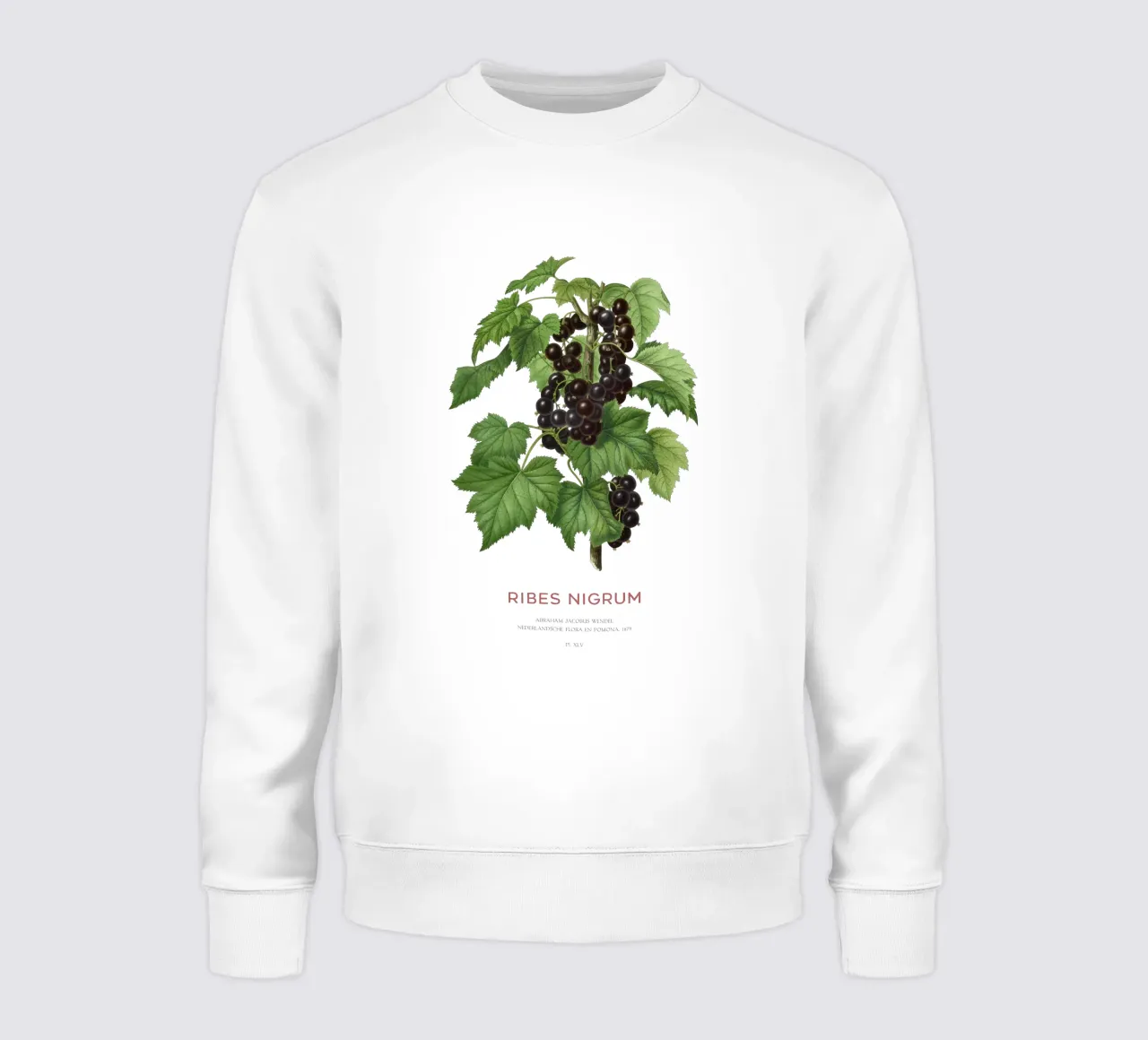 Ribes nero o Ribes nigrum felpa da Vintagrafica