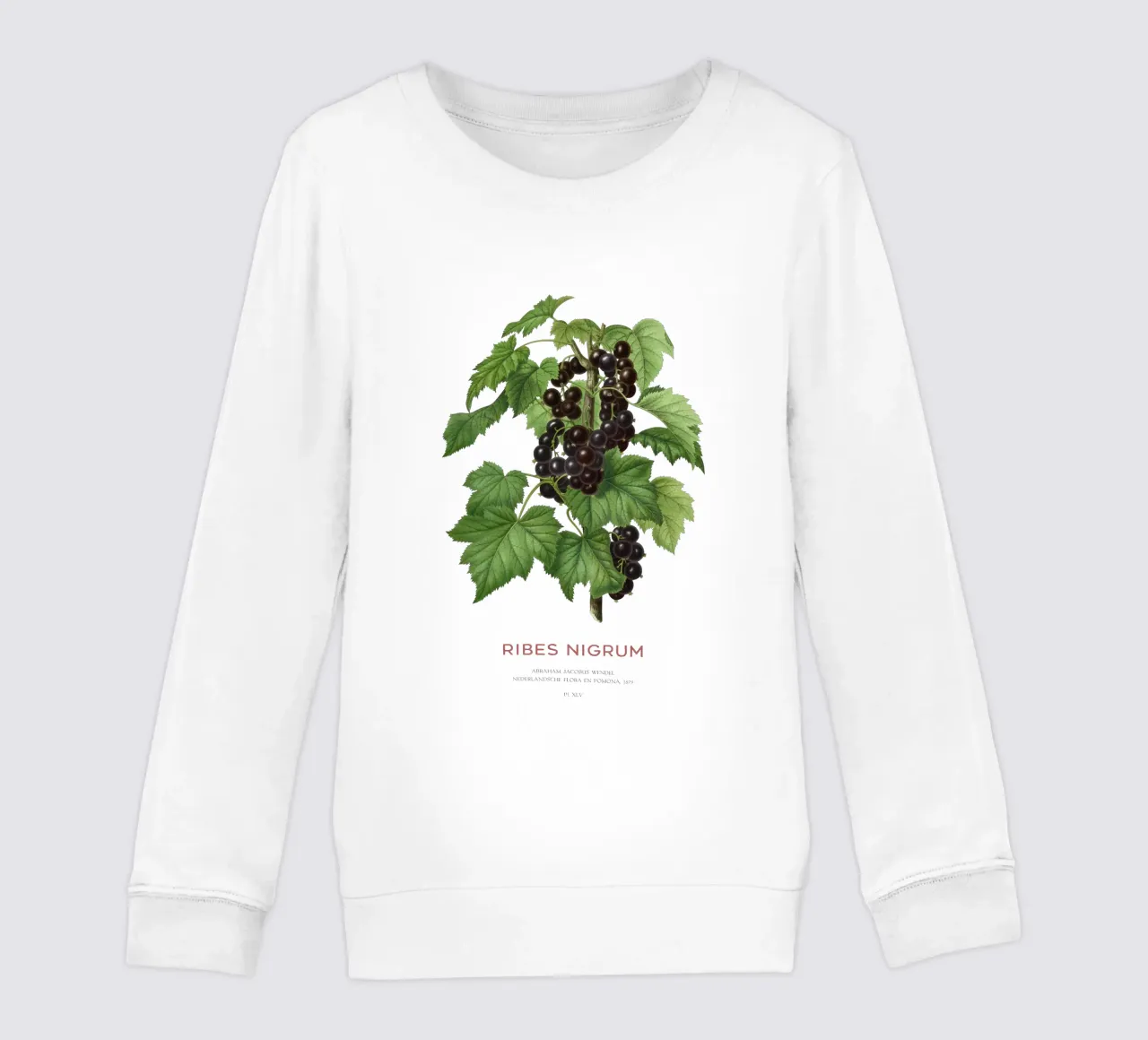 Ribes nero o Ribes nigrum felpa bambino da Vintagrafica
