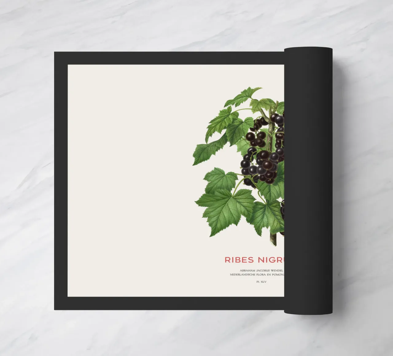 Ribes nero o Ribes nigrum zerbino da Vintagrafica