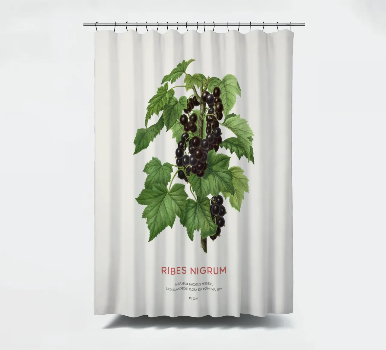 Ribes nero o Ribes nigrum tenda da doccia da Vintagrafica