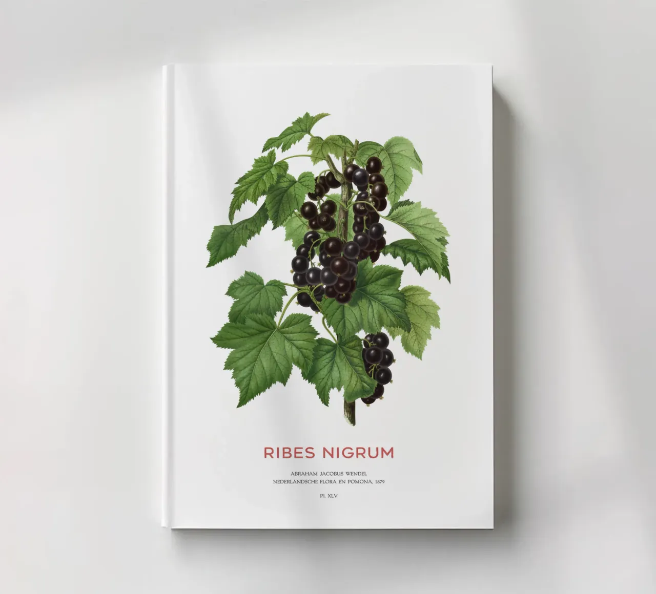 Black currant or Ribes nigrum notebook by Vintagrafica