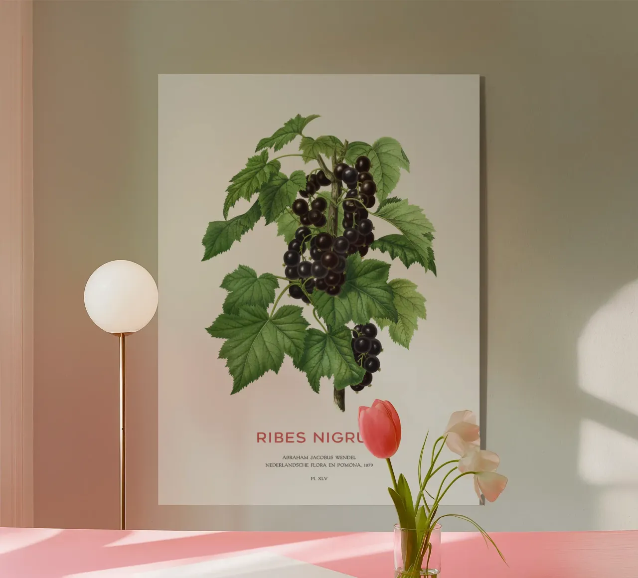 Ribes nero o Ribes nigrum plexiglass da Vintagrafica