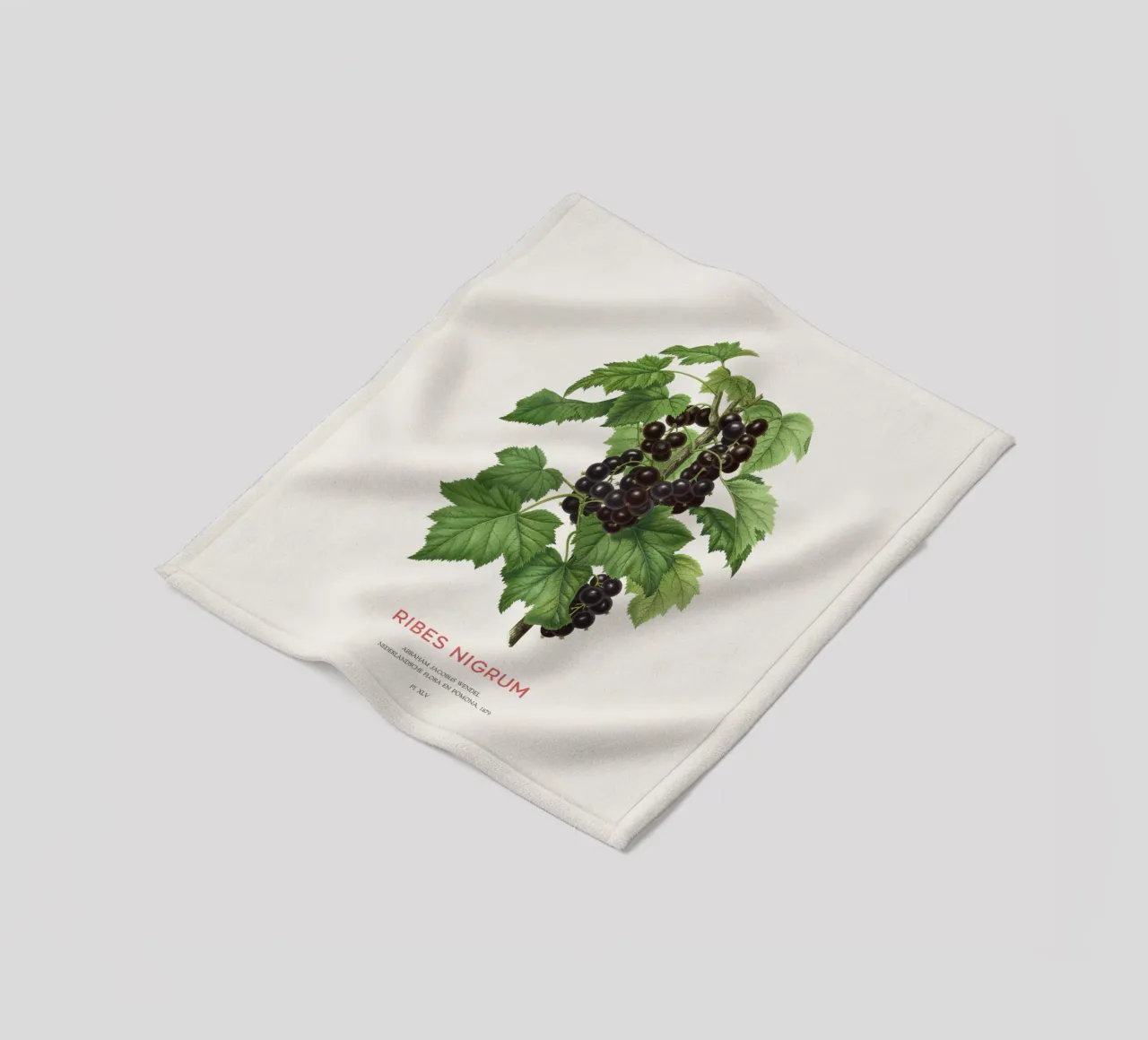 Ribes nero o Ribes nigrum coperta in pile da Vintagrafica