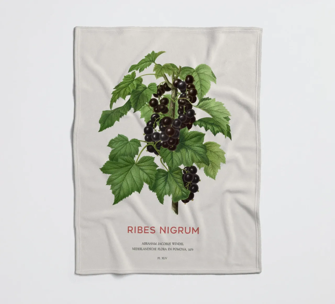 Ribes nero o Ribes nigrum coperta in pile da Vintagrafica