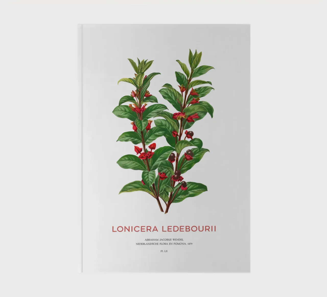 Californian honeysuckle or Lonicera ledebourii notebook by Vintagrafica