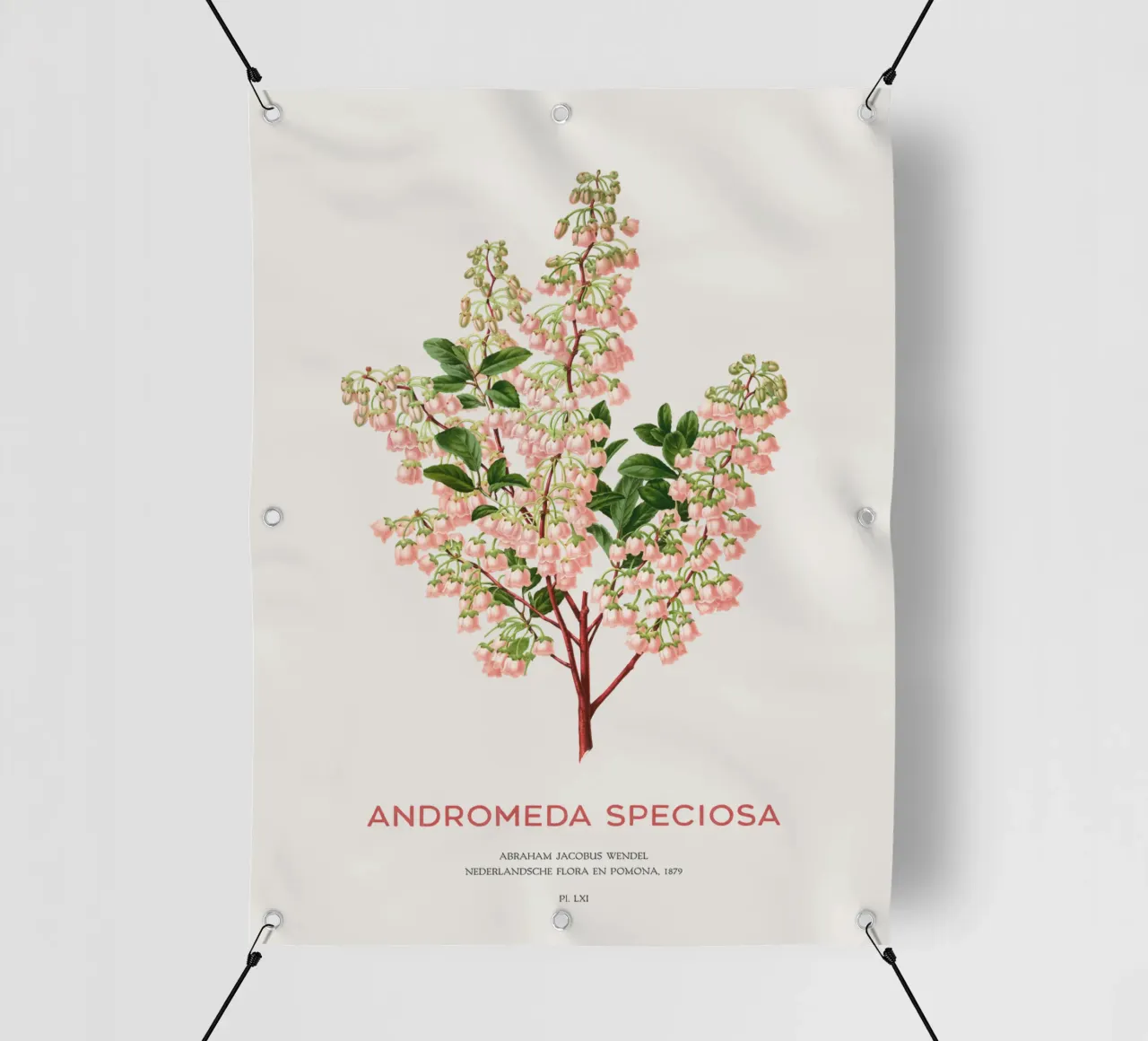 Honeycup o Andromeda speciosa telo in pvc da Vintagrafica