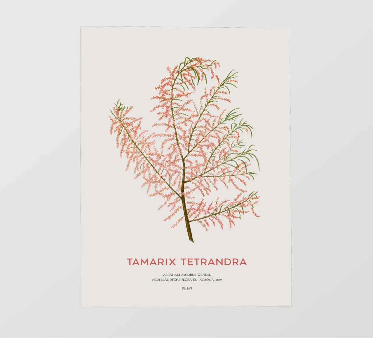 Cedro salino o Tamarix tetrandra pellicola backlit da Vintagrafica