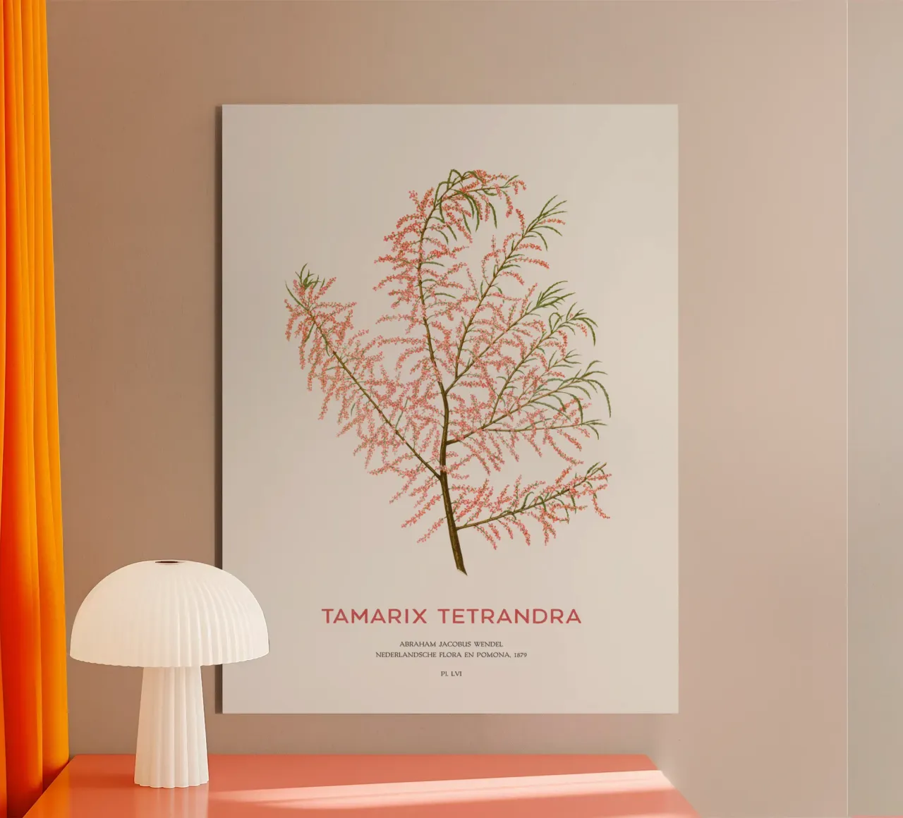 Cedro salino o Tamarix tetrandra alluminio dibond da Vintagrafica
