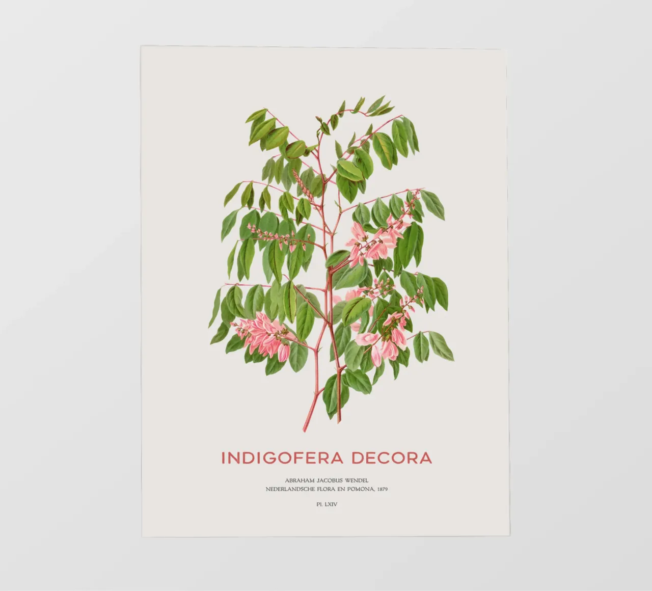 Glicine estivo o Indigofera decora pellicola backlit da Vintagrafica