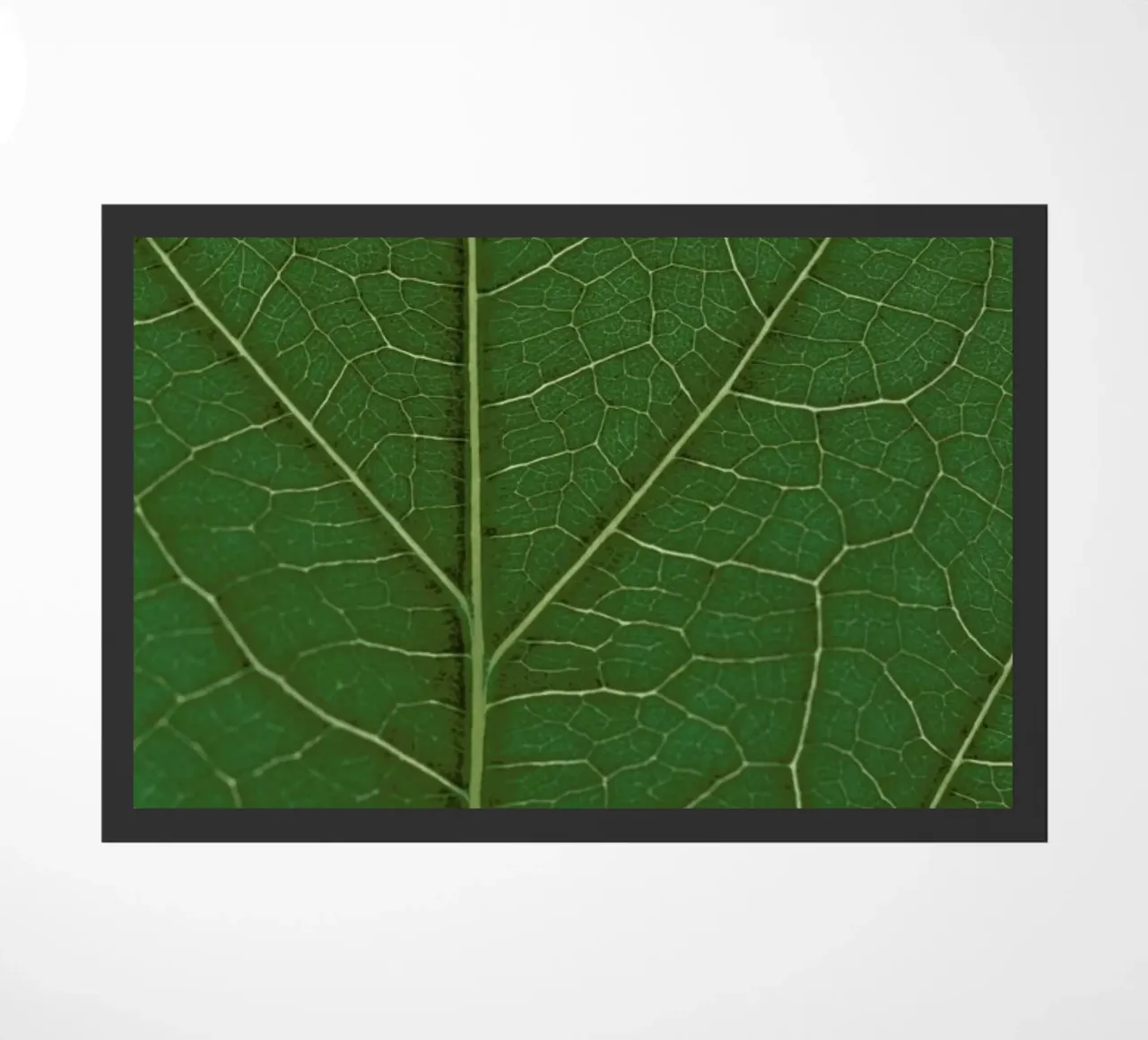 Look Real Close zerbino da Studio Nahili