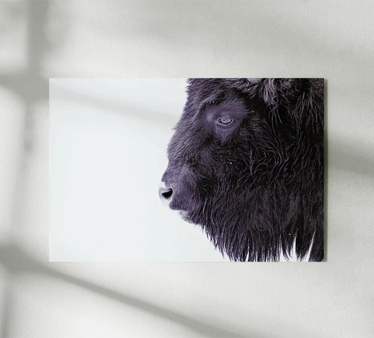 Black Buffalo plexiglass da Monika Strigel