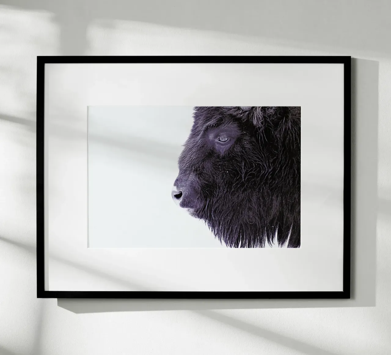 Black Buffalo poster con telaio in plastica da Monika Strigel