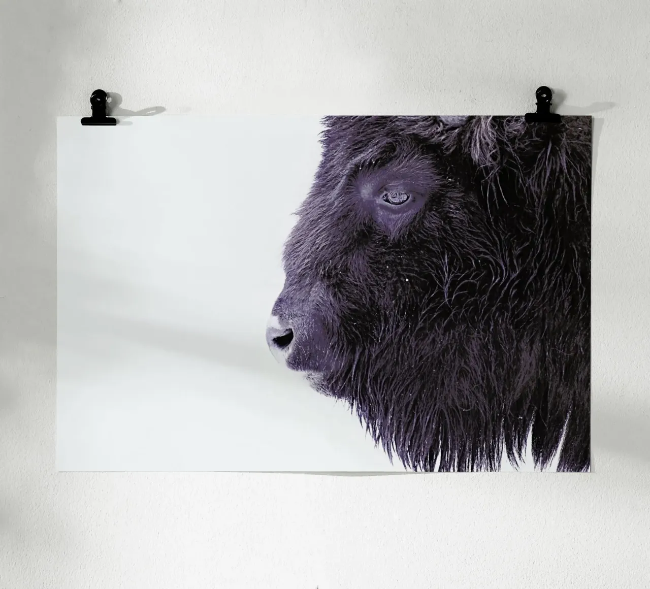 Black Buffalo poster con telaio in plastica da Monika Strigel