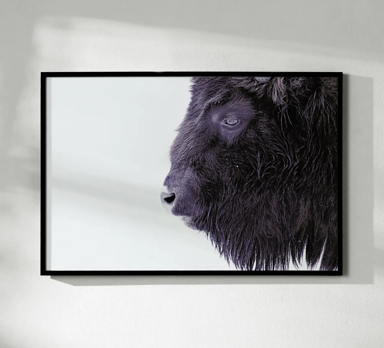 Black Buffalo poster con telaio in plastica da Monika Strigel