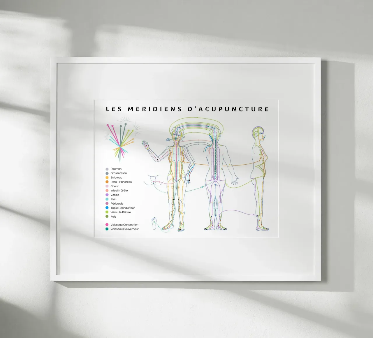 Trajet des méridiens d'acupuncture poster con telaio in alluminio da Cécile Jeanne