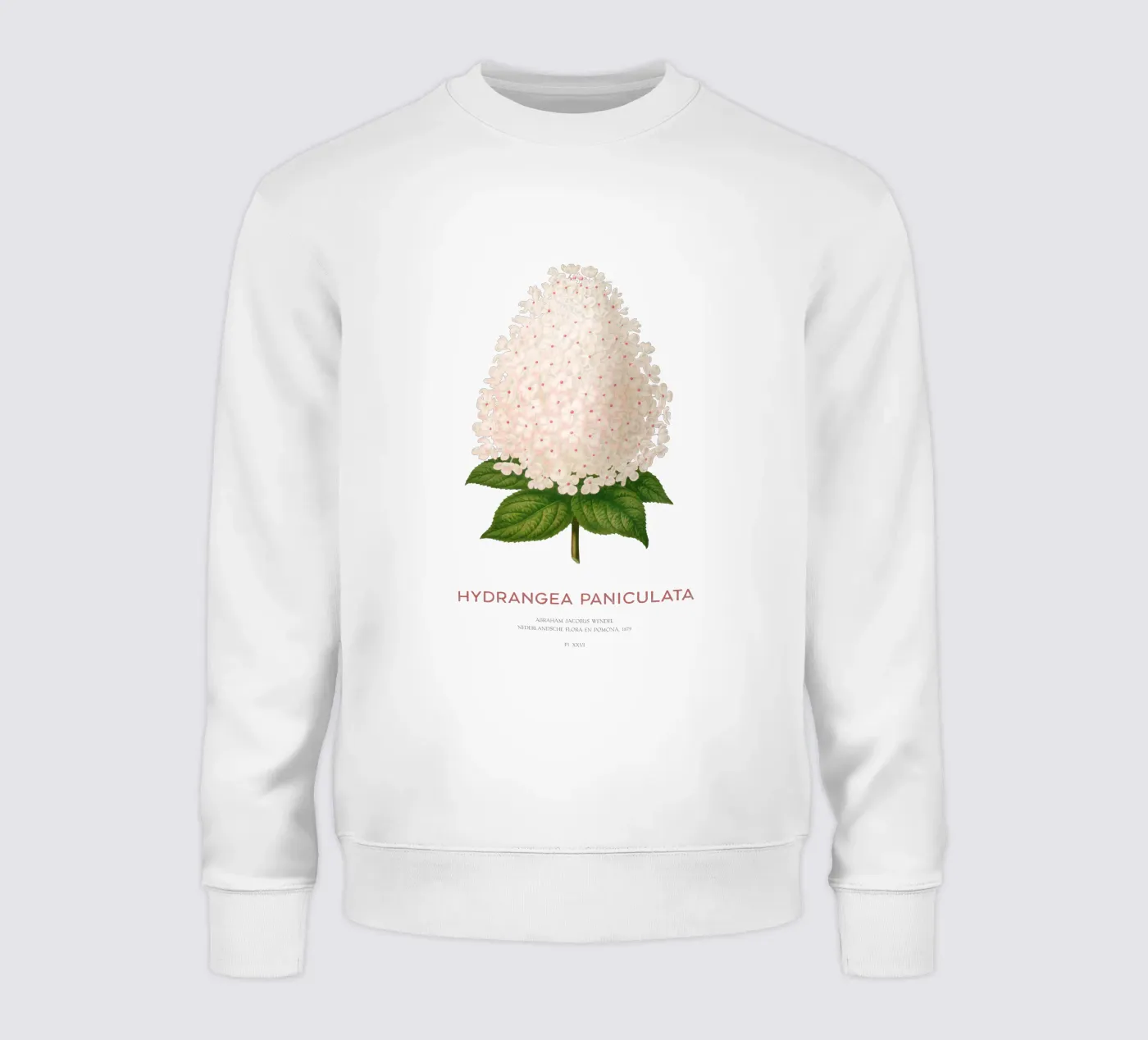 Hortensia paniculé ou Hydrangea paniculata sweat de Vintagrafica