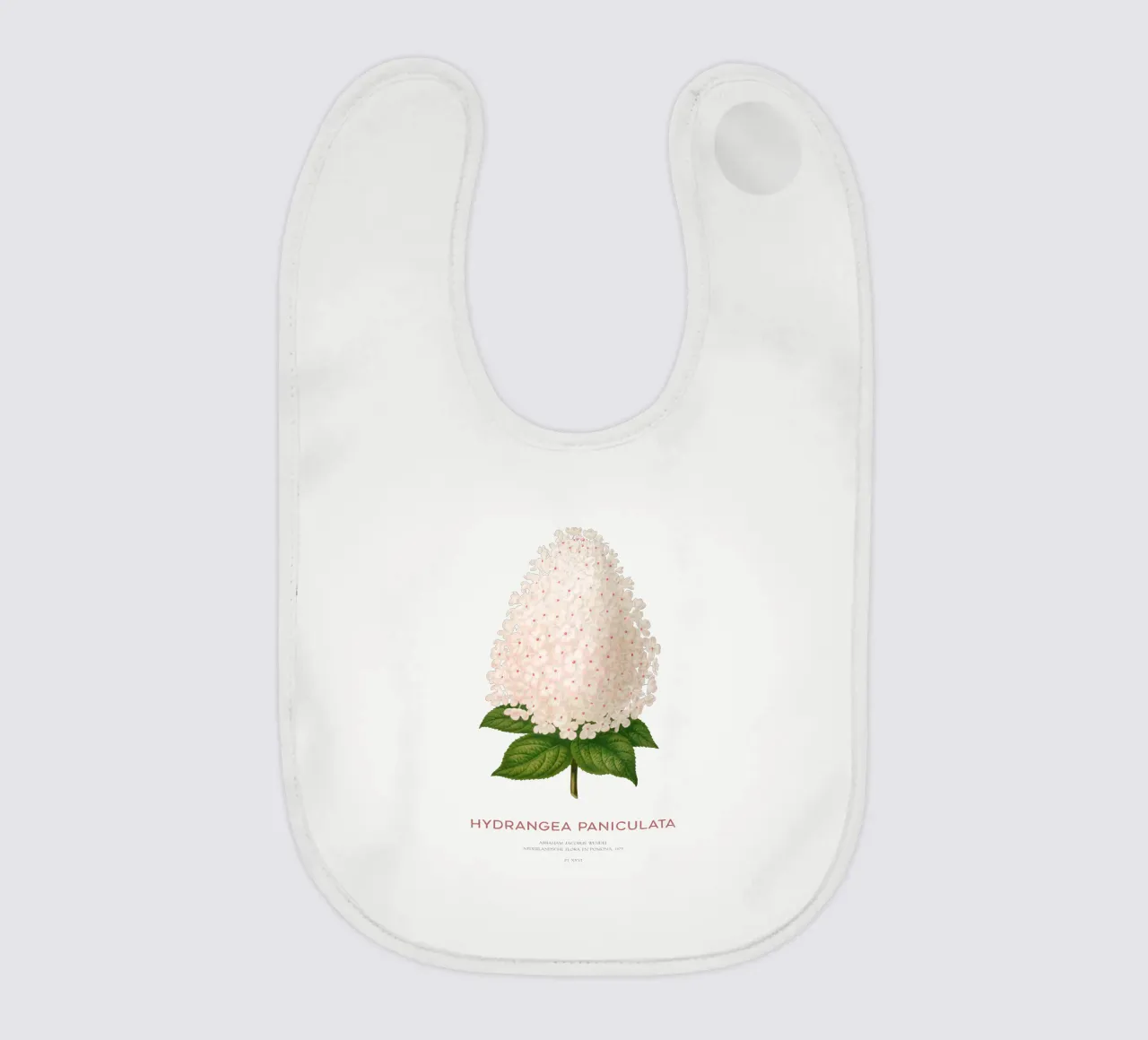 Panik-Hortensie oder Hydrangea paniculata Babylätzchen von Vintagrafica