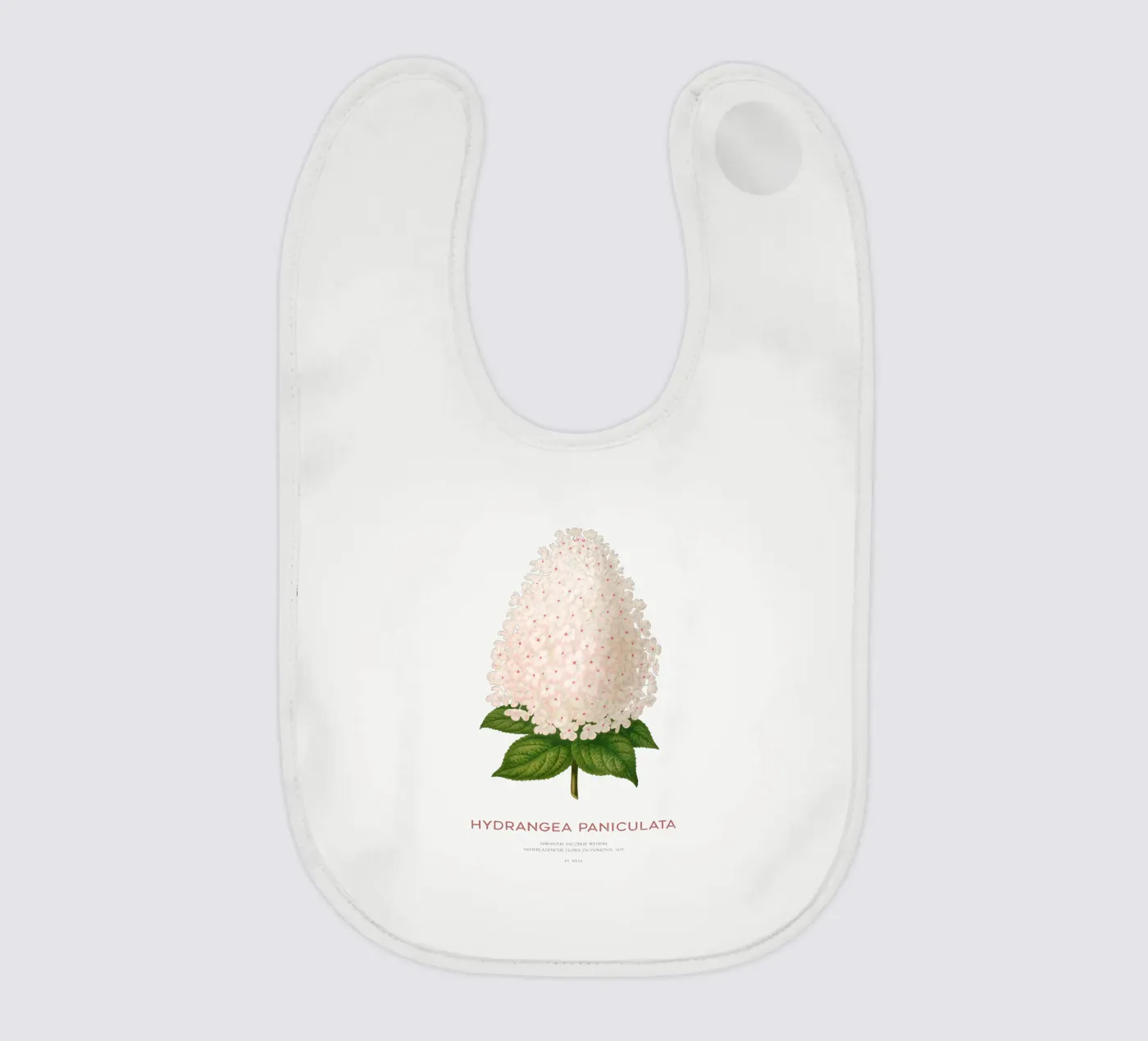 Panicled hydrangea or Hydrangea paniculata bavaglino da Vintagrafica
