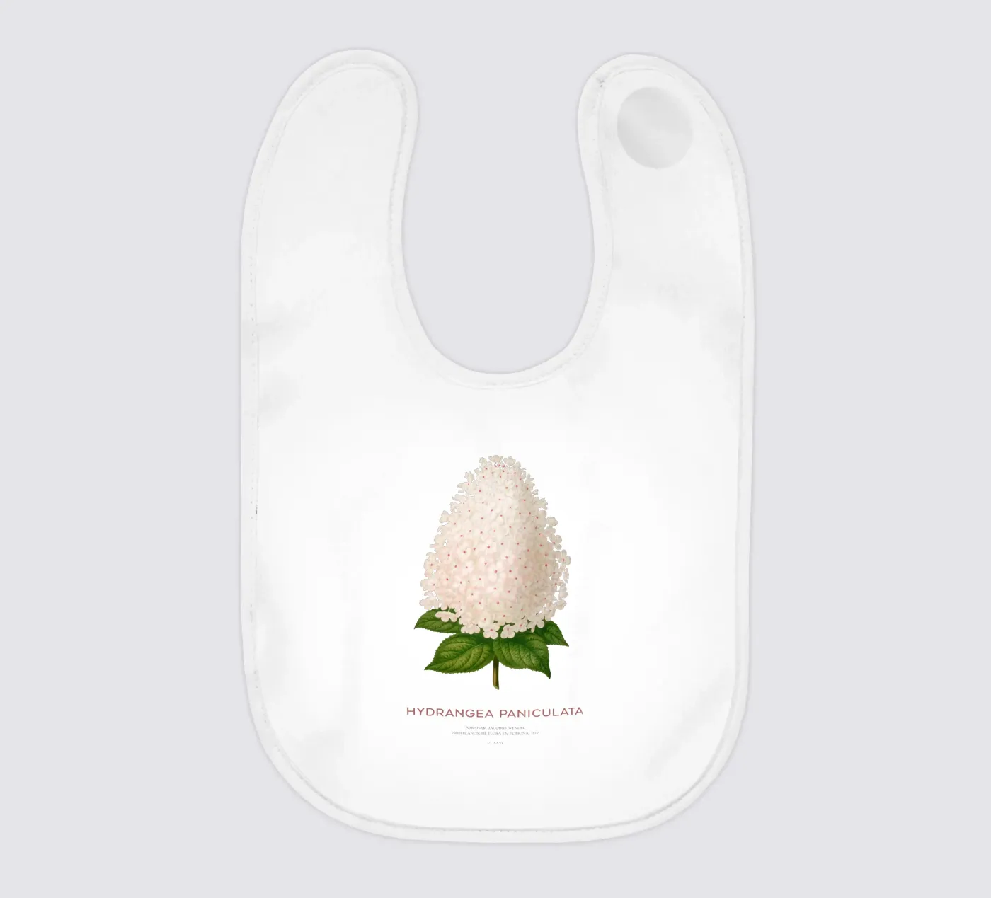 Panicled hydrangea or Hydrangea paniculata bavaglino da Vintagrafica