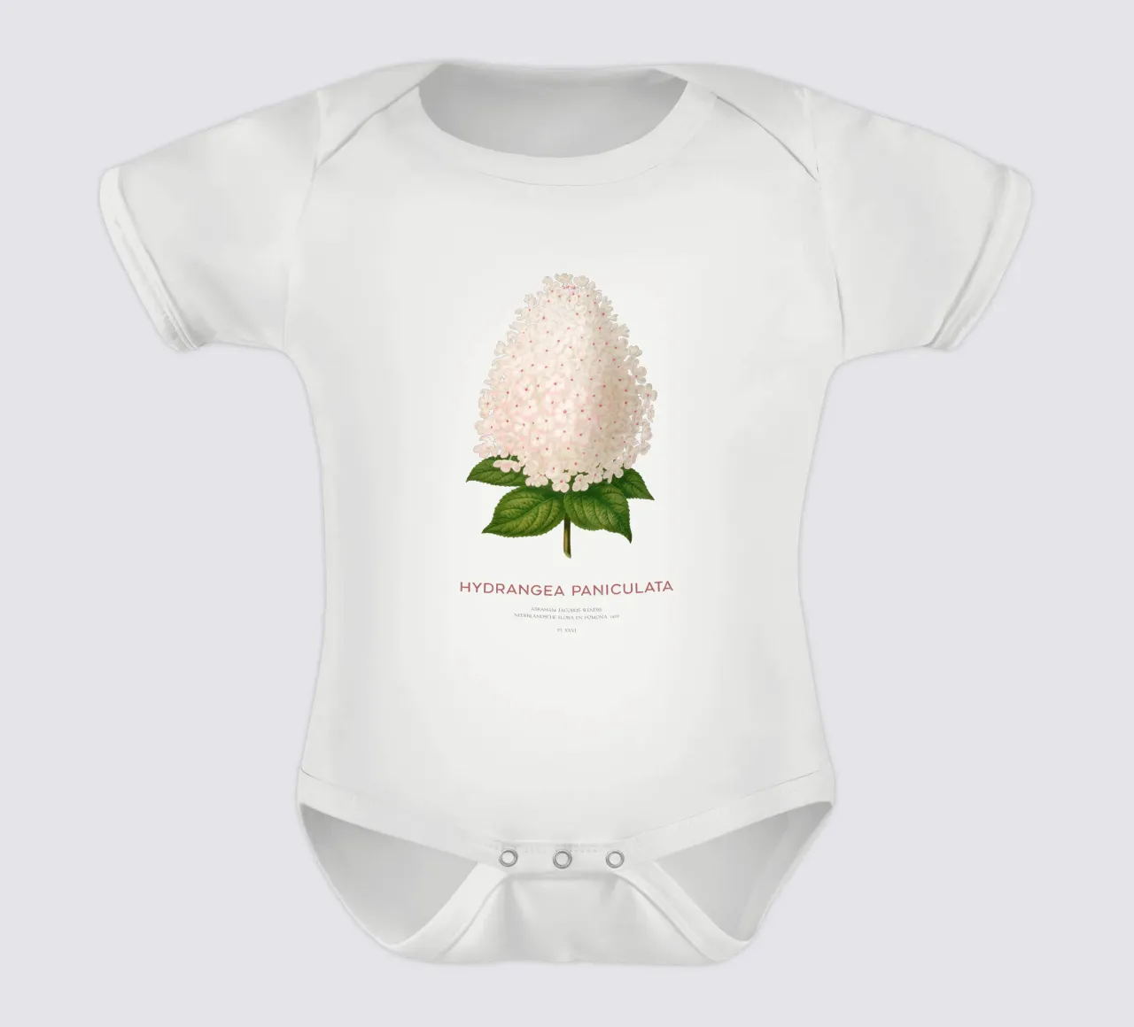 Hortensia paniculé ou Hydrangea paniculata body bébé de Vintagrafica