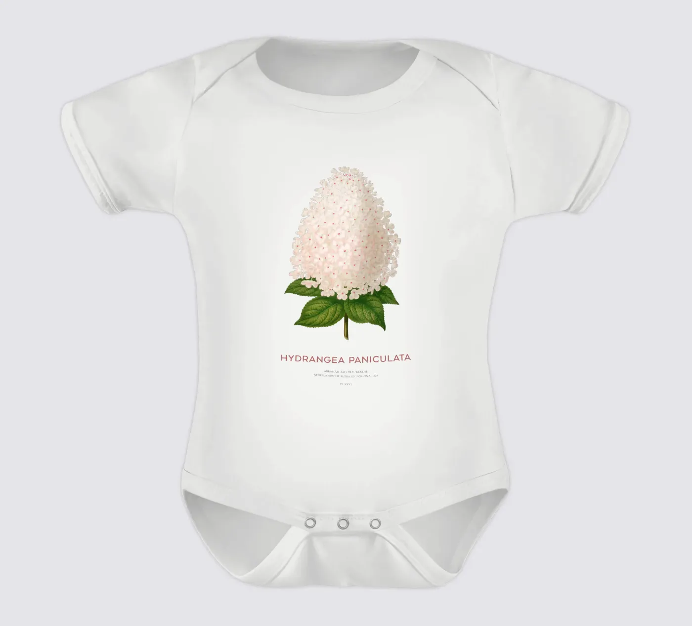 Hortensia paniculé ou Hydrangea paniculata body bébé de Vintagrafica