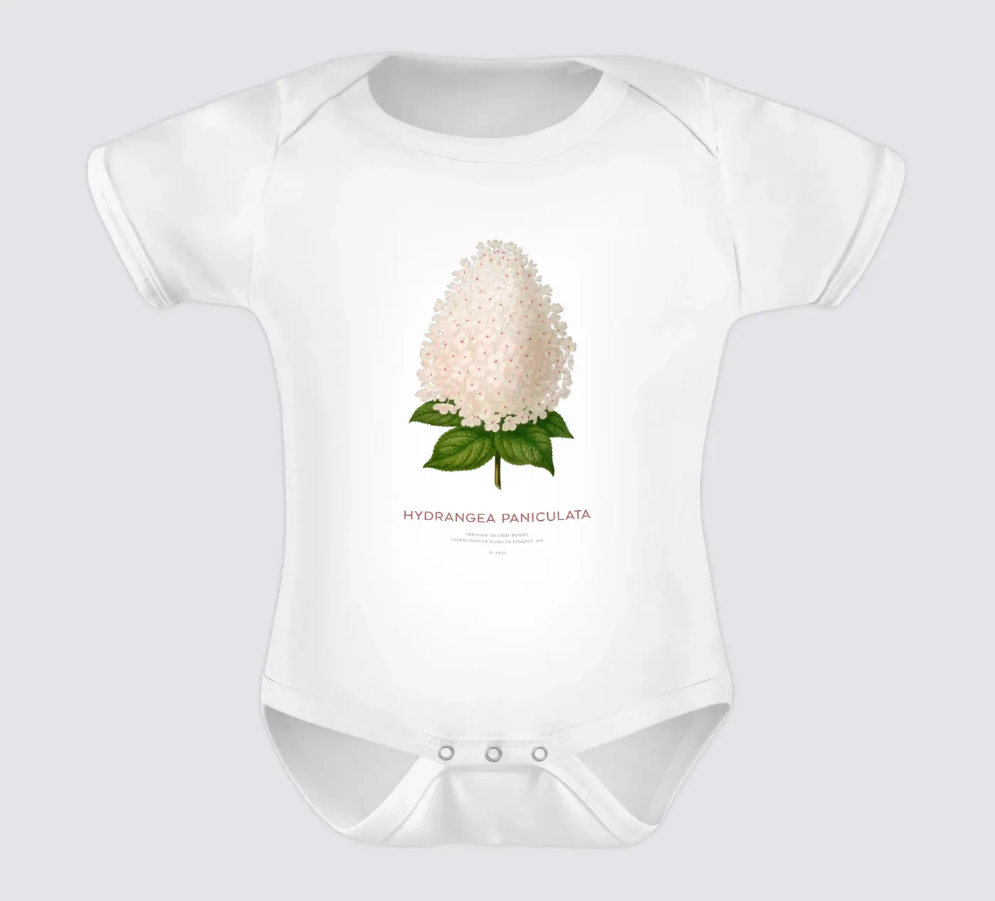 Hortensia paniculé ou Hydrangea paniculata body bébé de Vintagrafica