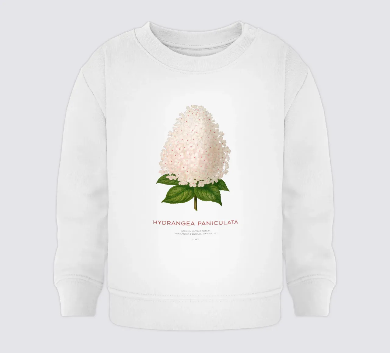 Ortensia paniculata o Hydrangea paniculata felpa neonato da Vintagrafica