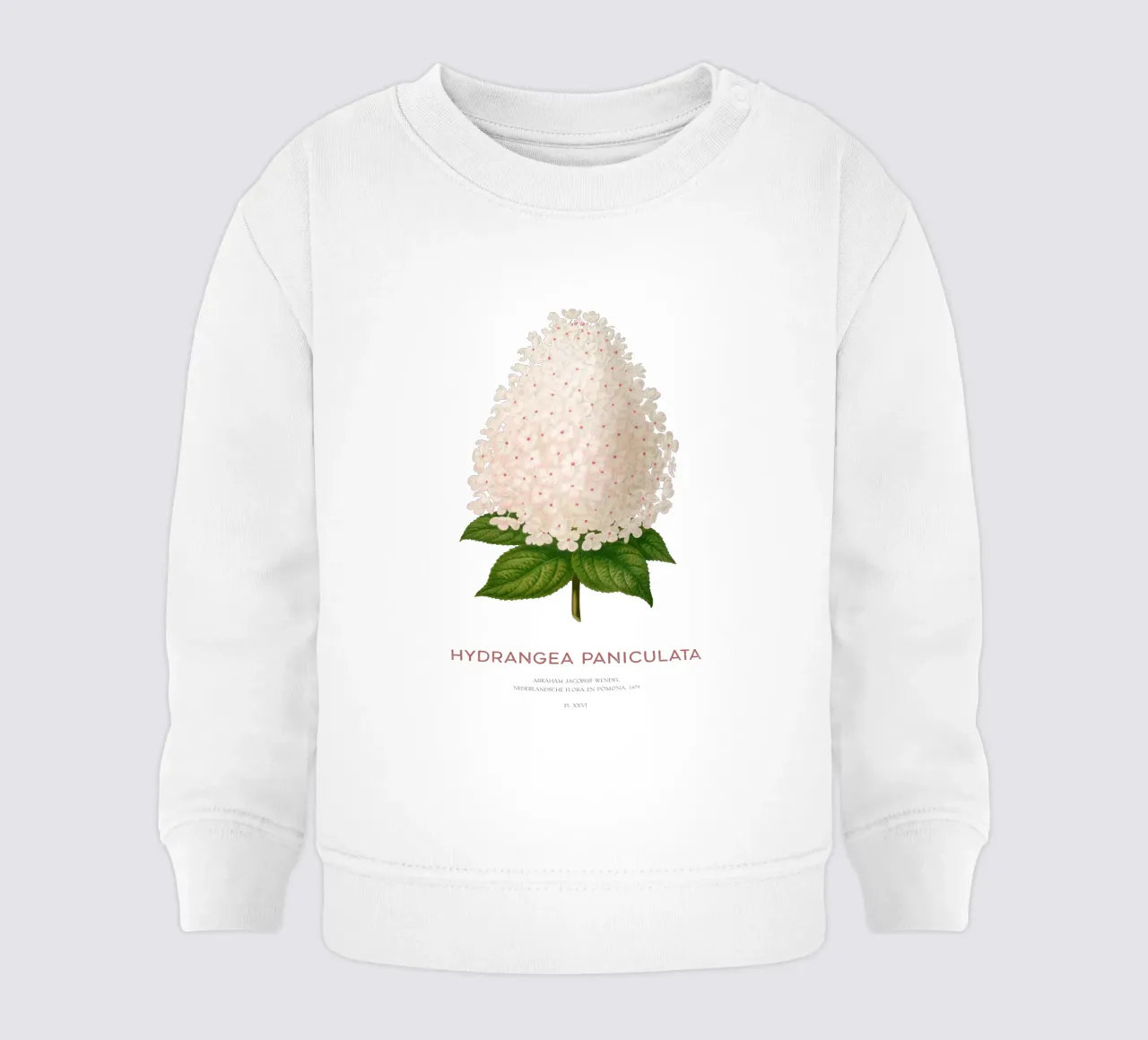 Ortensia paniculata o Hydrangea paniculata felpa neonato da Vintagrafica
